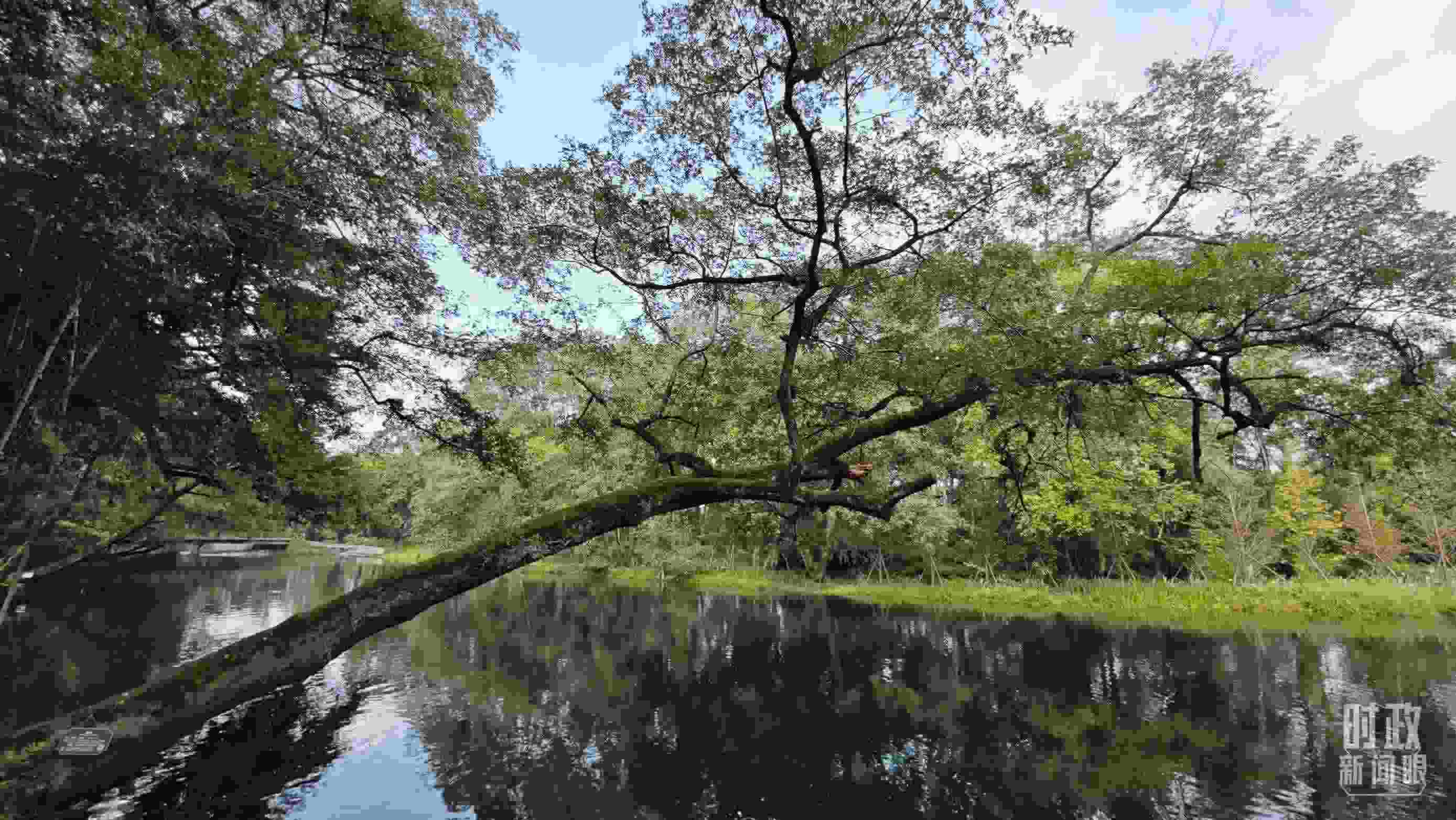 △饒河源國家濕地公園。（總臺央視記者郁振一拍攝）