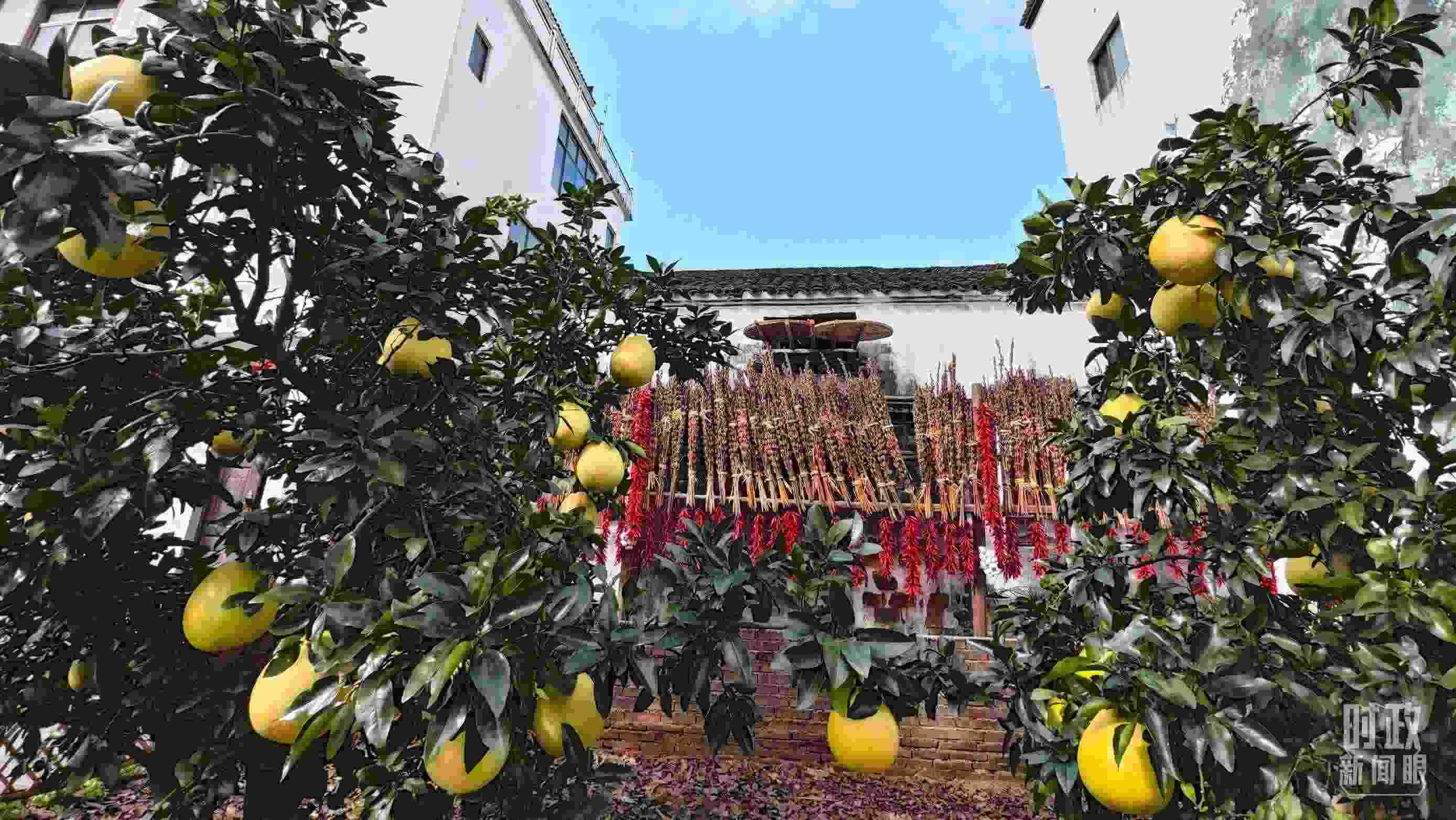 △石門村農(nóng)家小院里碩果累累。（總臺央視記者許永松拍攝）