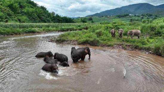 野生亞洲象組團泡澡降溫解暑。何有剛攝