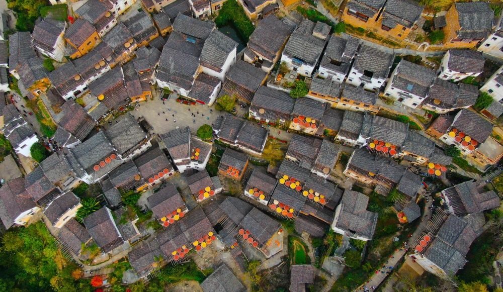 這是婺源縣江灣鎮(zhèn)篁嶺村的曬秋景象（2019年11月7日攝）。