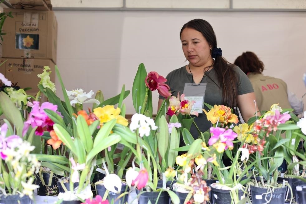 9月14日至17日，哥倫比亞首都波哥大舉辦蘭花展。