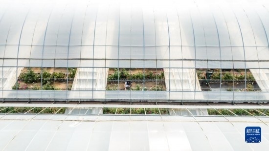 云南省安寧市現(xiàn)代農(nóng)業(yè)園區(qū)玫瑰種植示范園一景（無(wú)人機(jī)照片，10月20日攝）。