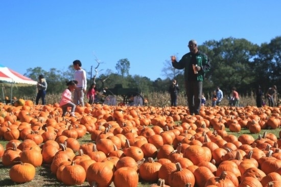  2020年10月31日，在美國新奧爾良市，人們?cè)谀瞎限r(nóng)場里玩耍。新華社發(fā)（魏蘭攝）