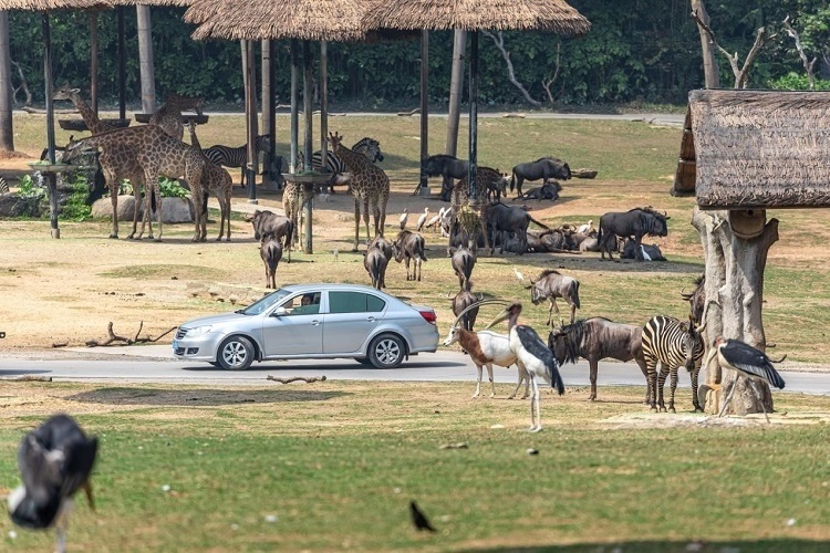 長隆野生動物世界園區(qū)內(nèi)，各類動物生活在一起。鄧泳怡 攝