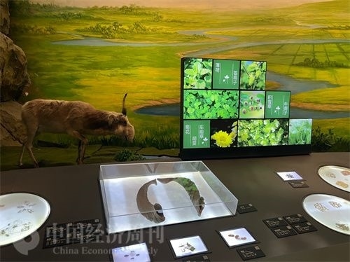  （中醫(yī)藥博物館展出的各類中藥材令人應(yīng)接不暇。中國經(jīng)濟周刊記者 郭志強 攝）