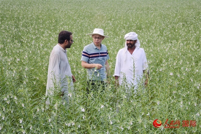中巴經(jīng)濟走廊農(nóng)業(yè)合作中心負責人席建龍（中）與巴基斯坦當?shù)剞r(nóng)戶在芝麻種植園交流作物生長情況。人民網(wǎng)記者薩義德·邁赫迪攝
