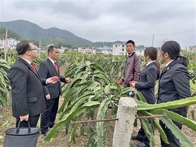  圖④：岑溪法院糯垌法庭法官深入轄區(qū)火龍果基地調(diào)研。