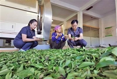  圖③：蒼梧法院六堡法庭法官深入茶企了解企業(yè)生產(chǎn)經(jīng)營(yíng)情況。