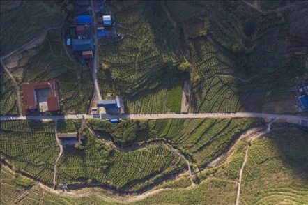 漠源鄉(xiāng)西柚基地。將樂縣農(nóng)業(yè)農(nóng)村局供圖