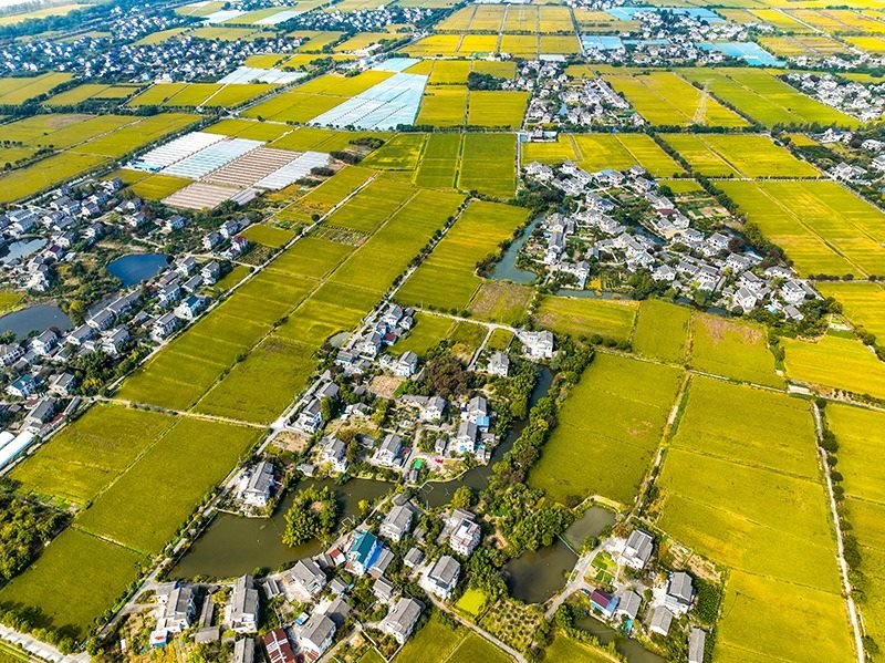 2023年10月22日，浙江海寧市黃灣鎮(zhèn)，金秋時節(jié)，金黃色的稻田與美麗鄉(xiāng)村構(gòu)成一幅寧靜祥和的畫卷。