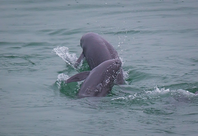 2021年5月10日，在湖北省宜昌市江邊，長江江豚在水中嬉戲。