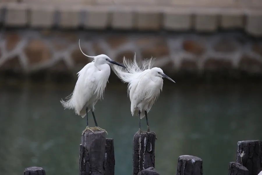 筼筜湖白鷺。人民網(wǎng)記者 陳博 攝