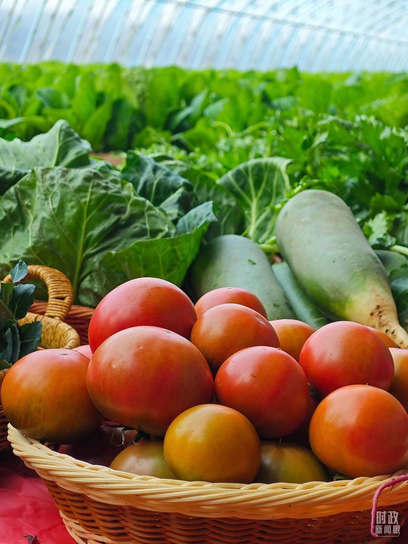 △第六埠村蔬菜大棚，蔬菜收獲頗豐。（總臺(tái)央視記者彭漢明拍攝）