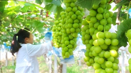 小屯村葡萄園里的陽光玫瑰葡萄。肖俊楠攝