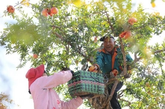 紅彤彤的石榴掛滿枝頭，農(nóng)戶(hù)們穿梭在林中采摘，享受著豐收的喜悅。