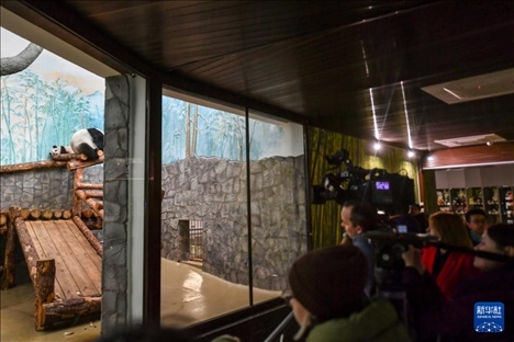 3月8日，人們?cè)诙砹_斯莫斯科動(dòng)物園觀看大熊貓“喀秋莎”（左）和媽媽“丁丁”。新華社記者 曹陽 攝