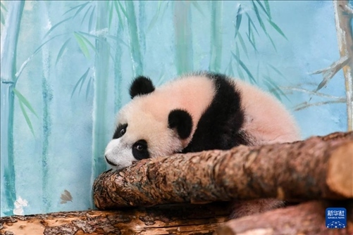 這是3月8日在俄羅斯莫斯科動(dòng)物園拍攝的大熊貓“喀秋莎”。新華社記者 曹陽 攝