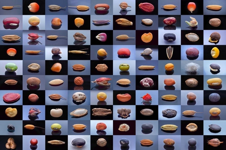 微距鏡頭下，湖南省農(nóng)作物種質(zhì)資源庫(kù)的種子千姿百態(tài)（100個(gè)種子拼版照片）。