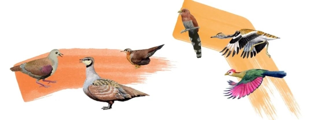 鴿鴇類。浙江大學(xué)供圖