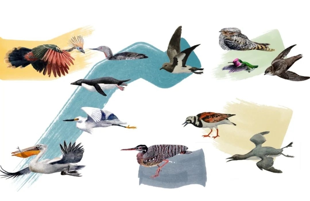 元素鳥類。浙江大學(xué)供圖
