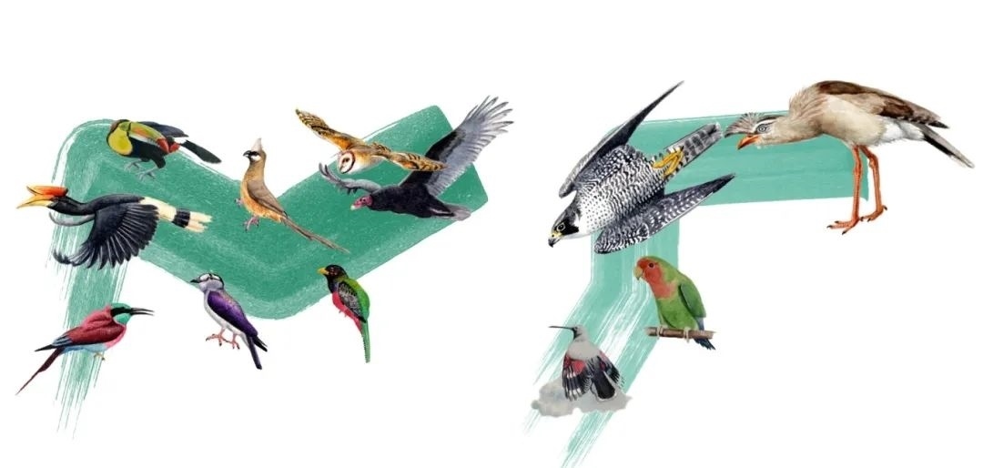 陸鳥類。浙江大學(xué)供圖