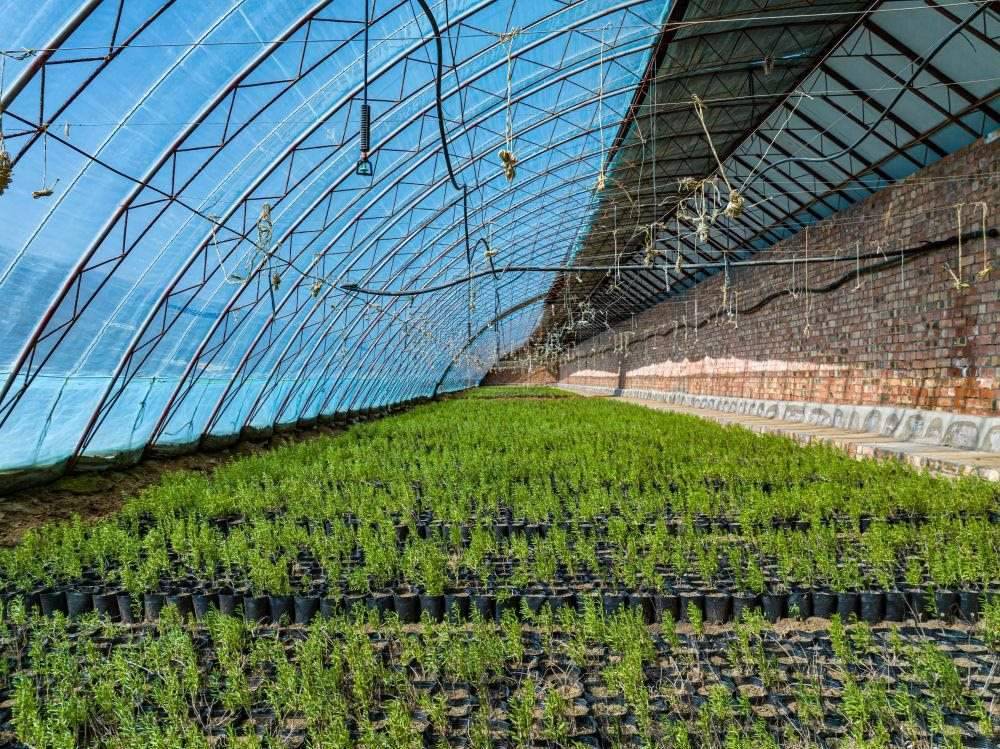 △內(nèi)蒙古一苗圃正在育苗。今年內(nèi)蒙古將投資2200萬元保障“三北”工程種苗供應(yīng)，助力打好“三北”工程攻堅(jiān)戰(zhàn)。