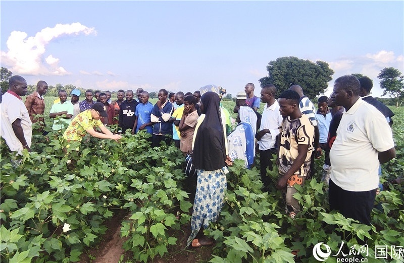 當(dāng)?shù)孛揶r(nóng)紛紛向中國專家學(xué)習(xí)技術(shù)。人民網(wǎng)記者 黃培昭攝