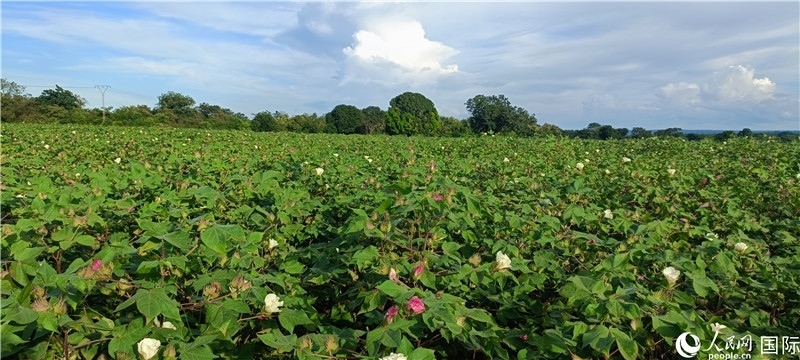 中國技術(shù)培養(yǎng)的當(dāng)?shù)孛藁ㄌ?。人民網(wǎng)記者 黃培昭攝