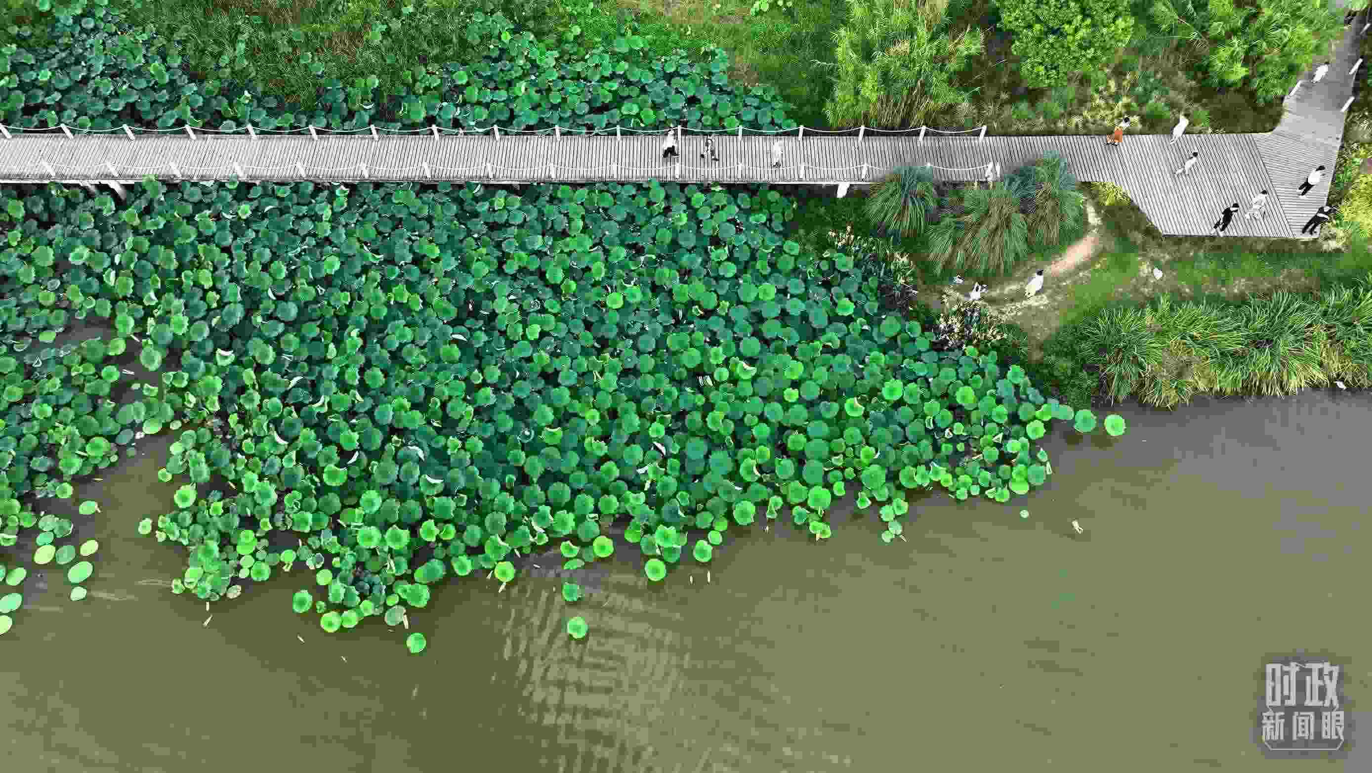 △陜西漢中天漢濕地公園內(nèi)，游人穿行，荷影婆娑。（總臺(tái)記者劉海濤拍攝）