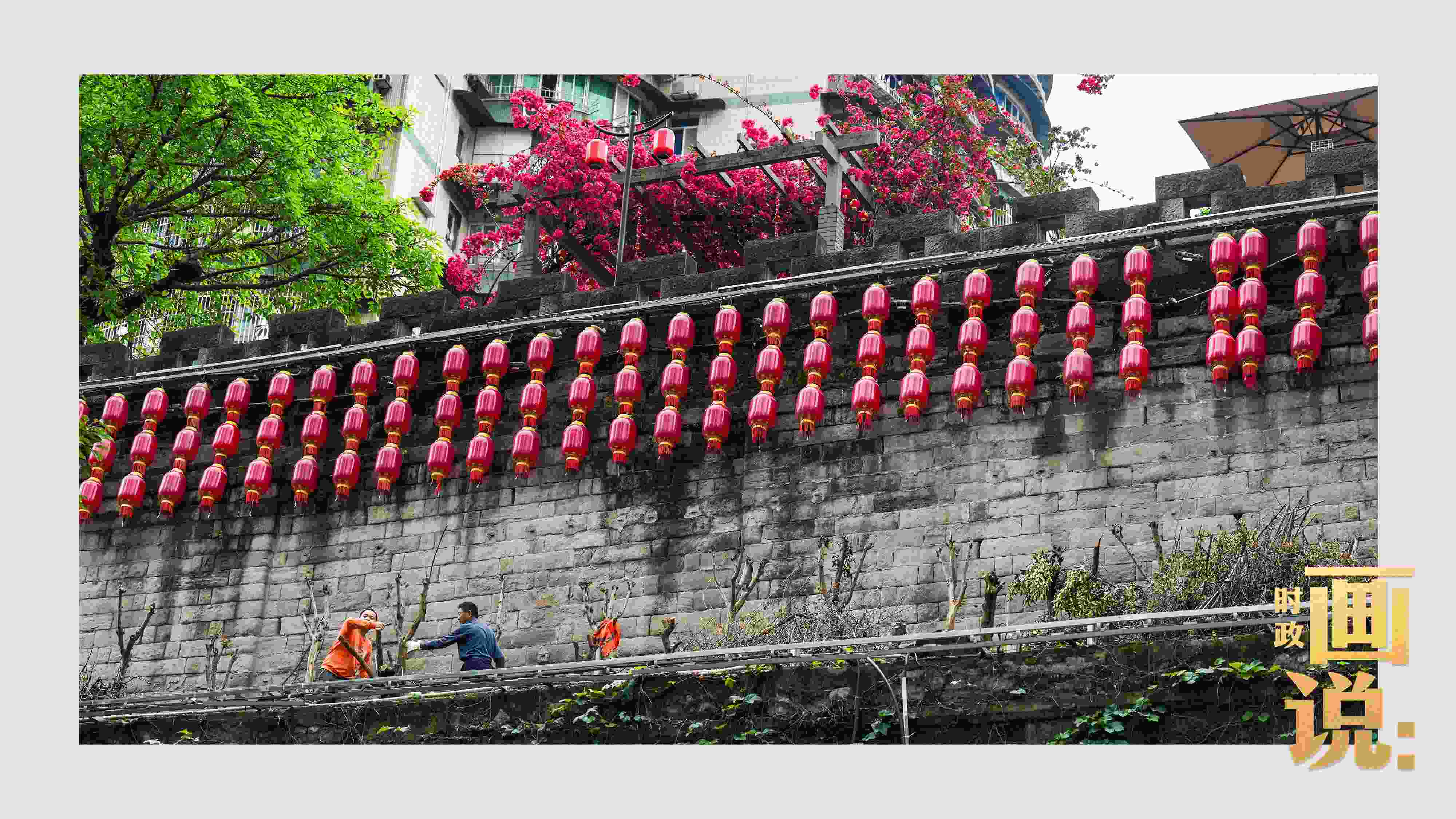 △盛放的三角梅下，園林工人修剪著古老通遠門城墻上的一抹新綠。