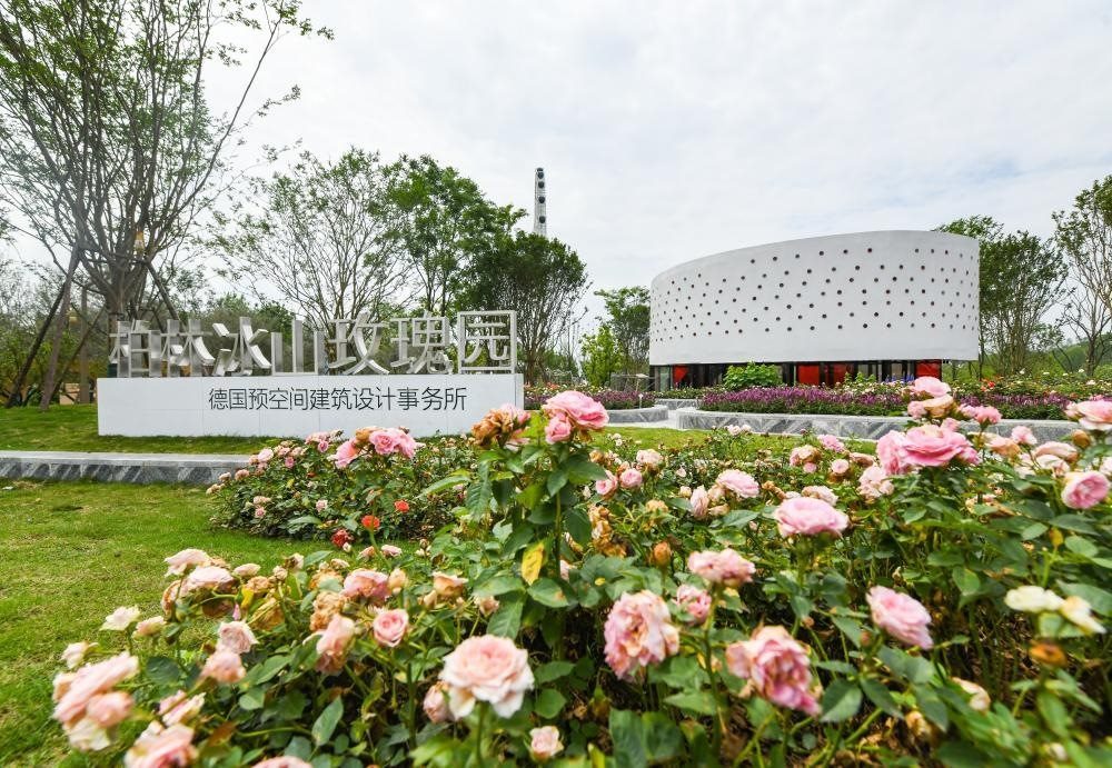 這是2024年4月22日拍攝的成都世園會主會場德國柏林冰山玫瑰園。新華社記者 王曦 攝