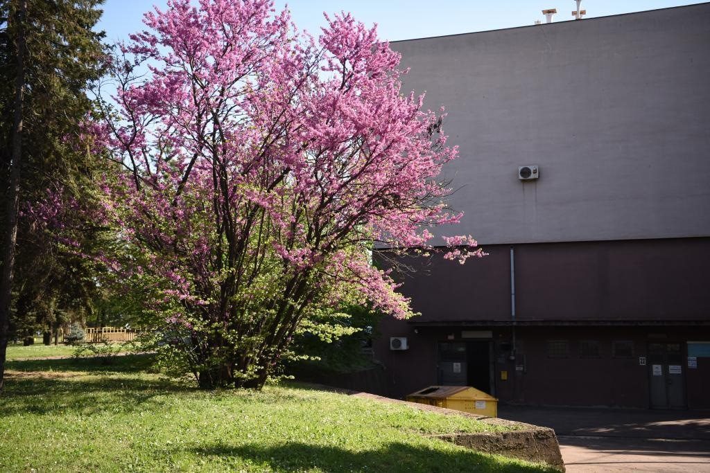 斯梅戴雷沃鋼廠里盛開的南歐紫荊花。