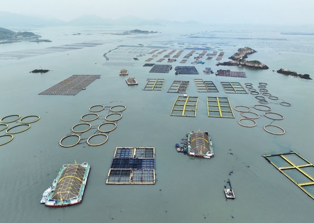 在福建連江定海灣海域，坐落著“定海灣1號”“定海灣2號”等深遠海養(yǎng)殖平臺（2024年5月7日攝，無人機照片）。新華社記者 林善傳 攝