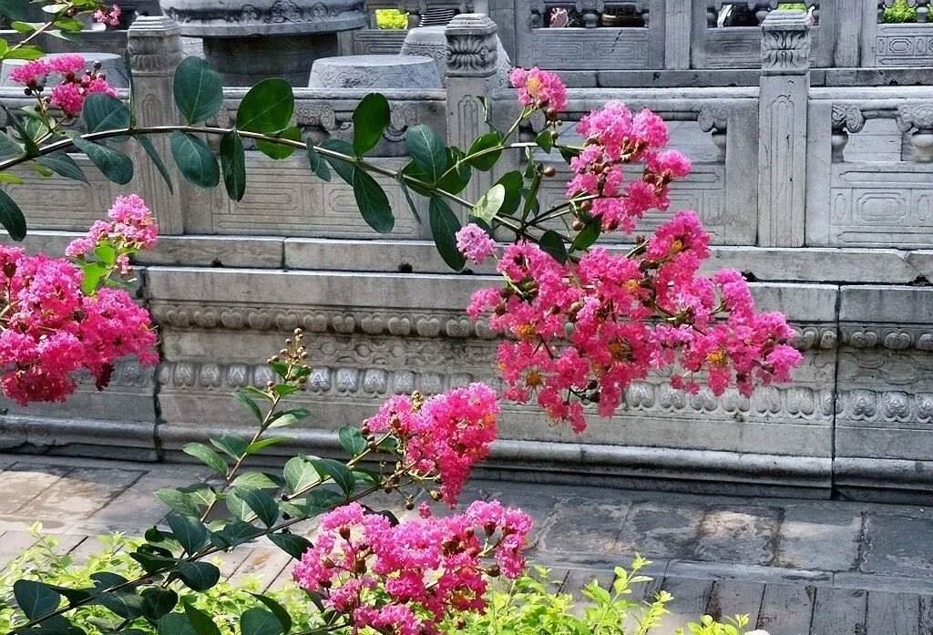 夏天的故宮一角。故宮博物院供圖