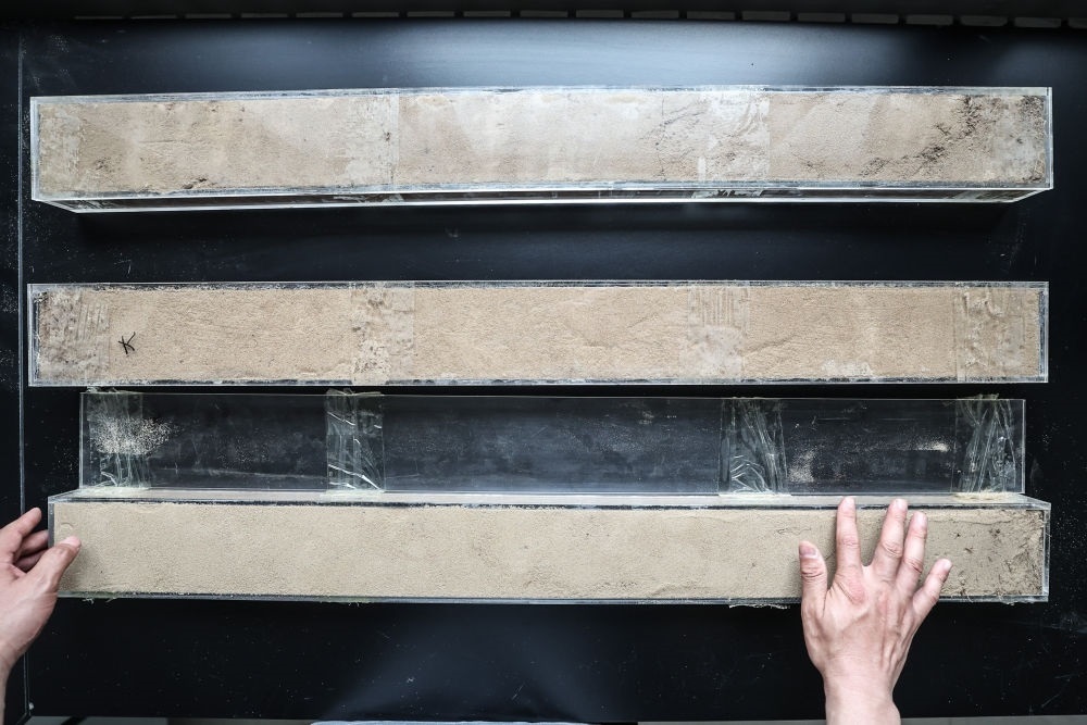 “草根博士”呂林有在遼寧省農(nóng)業(yè)科學(xué)院沙地治理與利用研究所章古臺基地實驗室整理提取的沙地土壤剖面樣本（2024年5月30日攝）。新華社記者 潘昱龍 攝