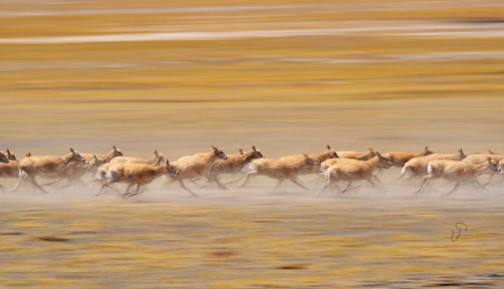 2024年6月13日，在羌塘國家級自然保護區(qū)，遷徙中的藏羚羊奔跑起來。新華社記者費茂華攝
