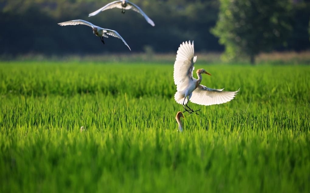 2023年8月7日，鷺鳥在山東省臨沂市郯城縣郯城街道水稻田間飛舞。新華社發(fā)（張春雷 攝）