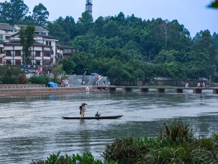蘇稽古鎮(zhèn)的漁民在進(jìn)行魚鷹捕魚表演。本報記者 伊霄攝