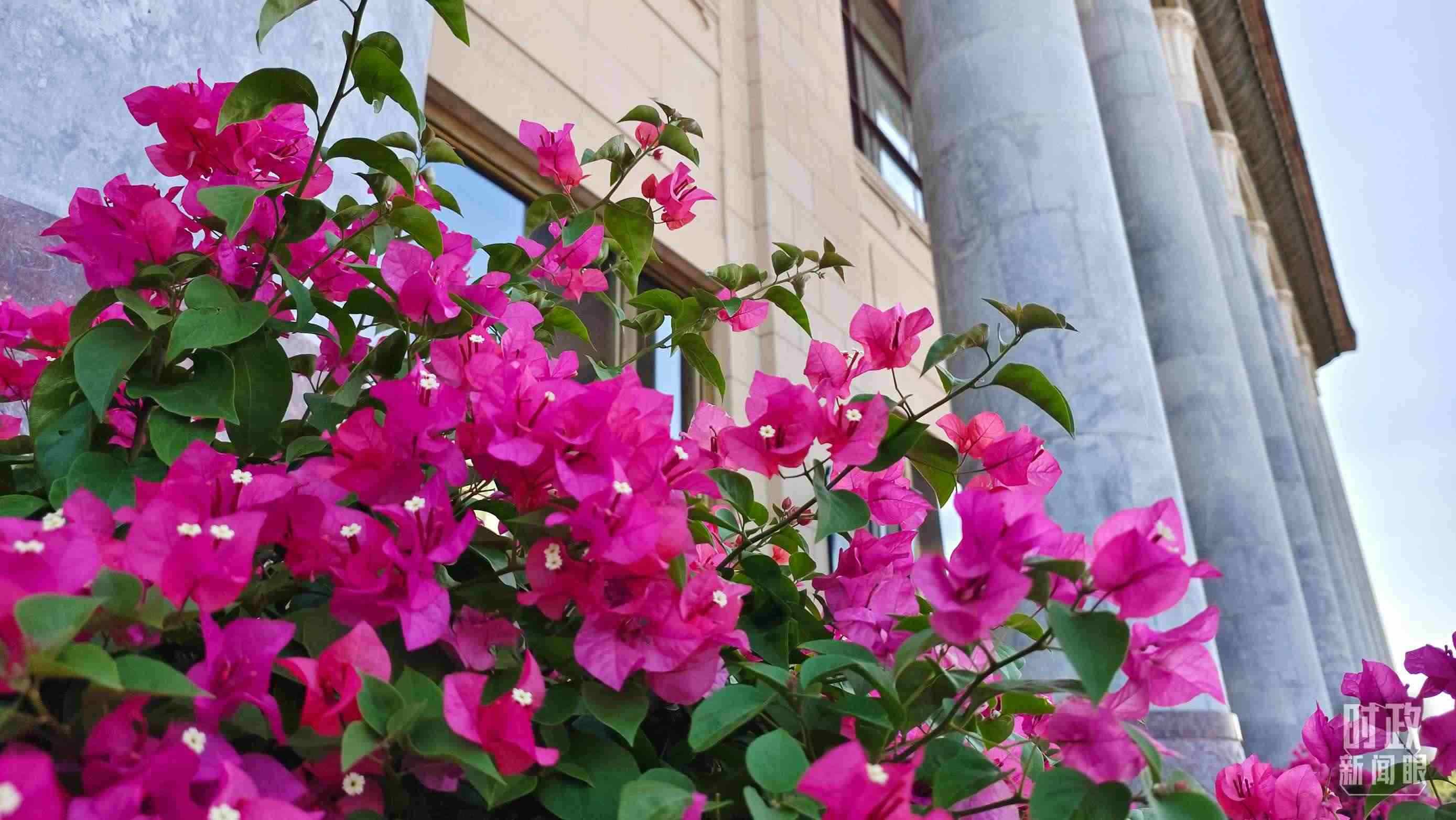 △人民大會堂外花團(tuán)錦簇。（總臺央視記者韓銳拍攝）