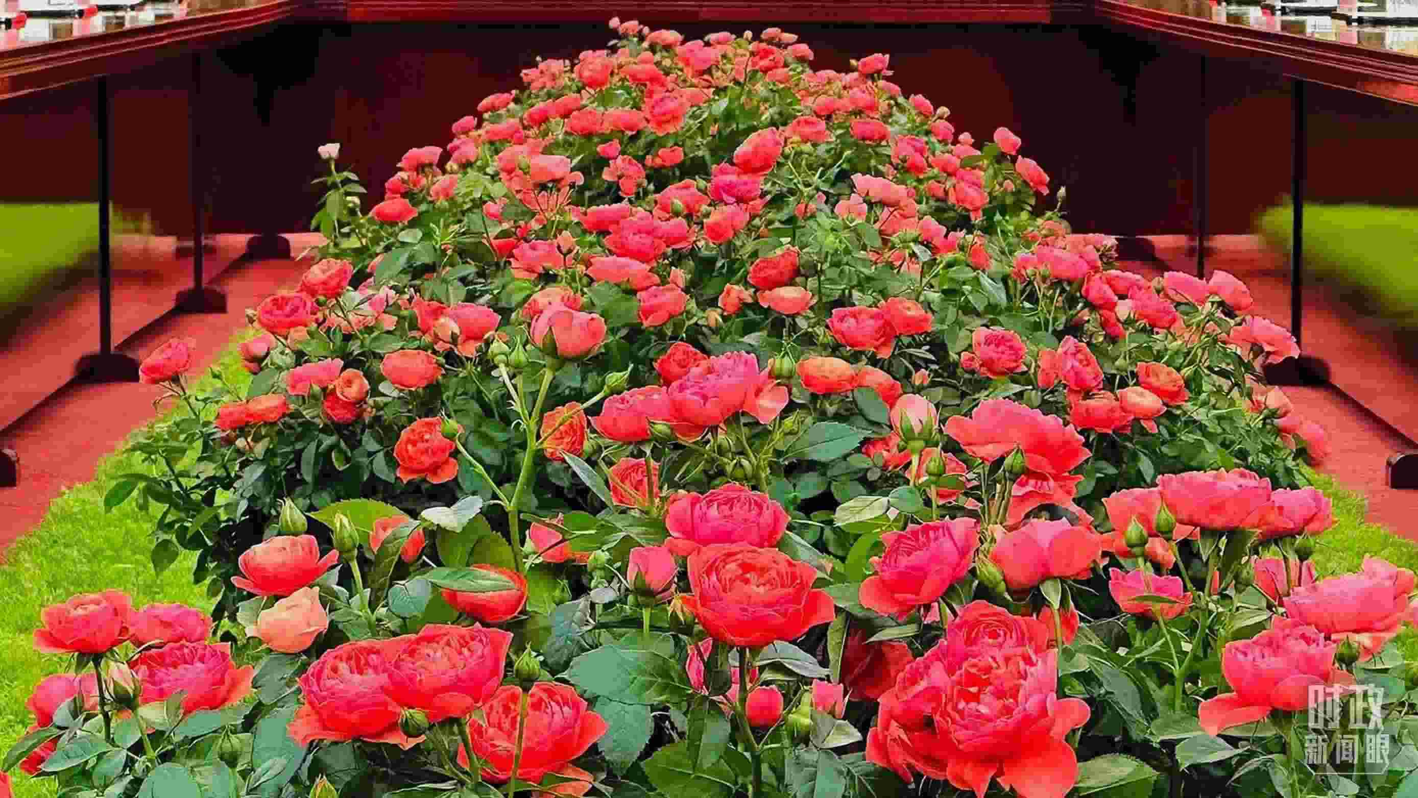 東大廳會(huì)談桌中間擺放的紅果汁月季，象征著蓬勃與堅(jiān)韌。（總臺(tái)央視記者范一鳴拍攝）