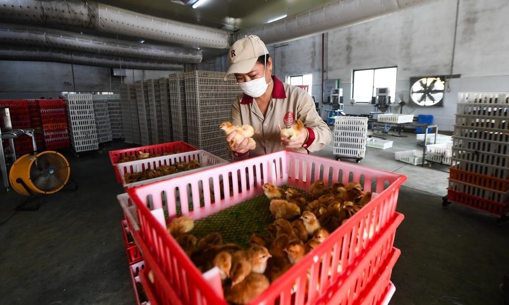 在文昌市的海南（潭牛）文昌雞股份有限公司孵化廠，工人在挑選文昌雞苗。新華社記者楊冠宇 攝