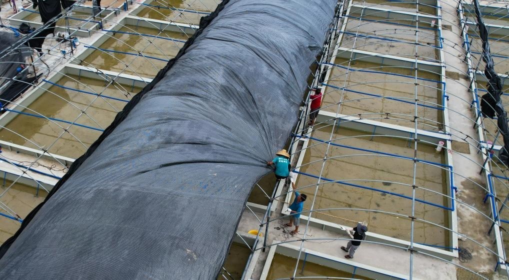 在文昌市翁田鎮(zhèn)的海興農(nóng)翁田蝦苗場，工人重新鋪設頂棚。無人機照片，新華社記者楊冠宇 攝