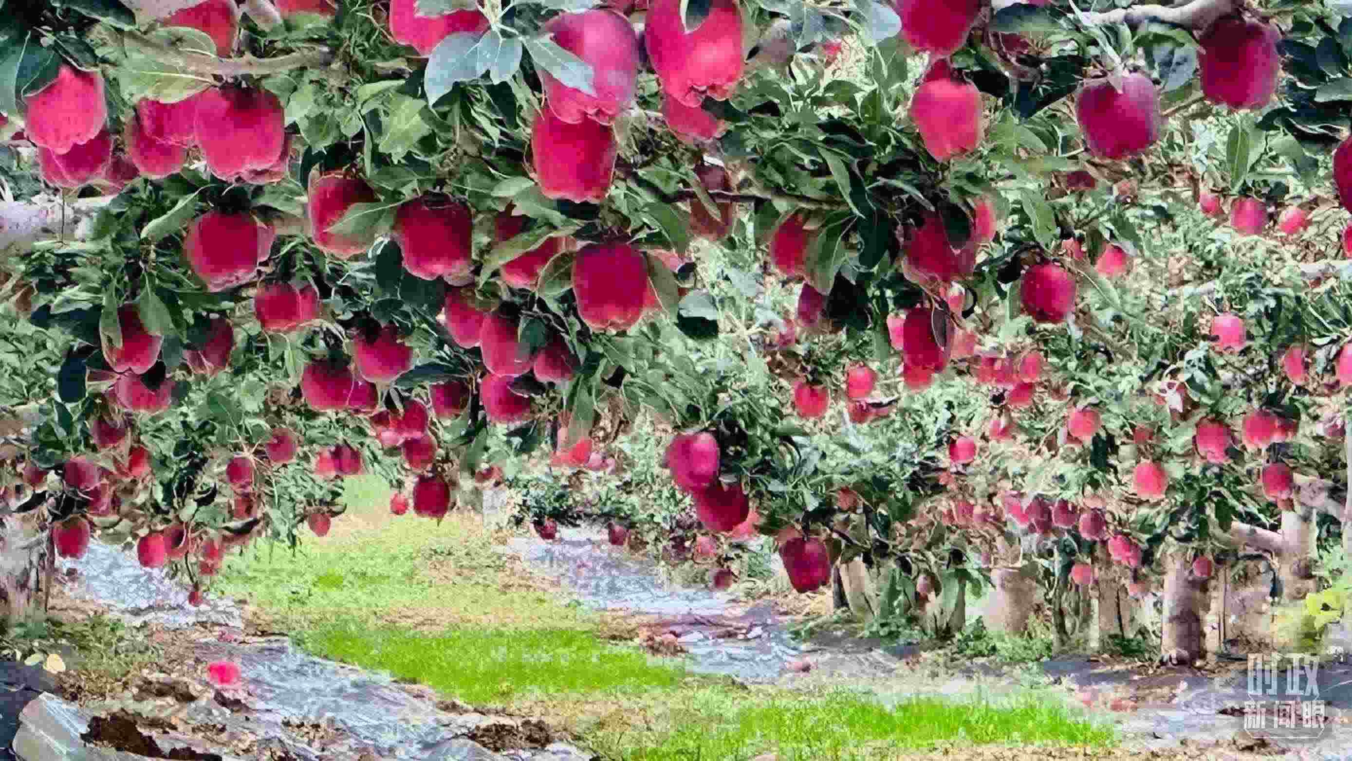 △ 麥積區(qū)南山花牛蘋果基地。（總臺(tái)央視記者范一鳴拍攝）