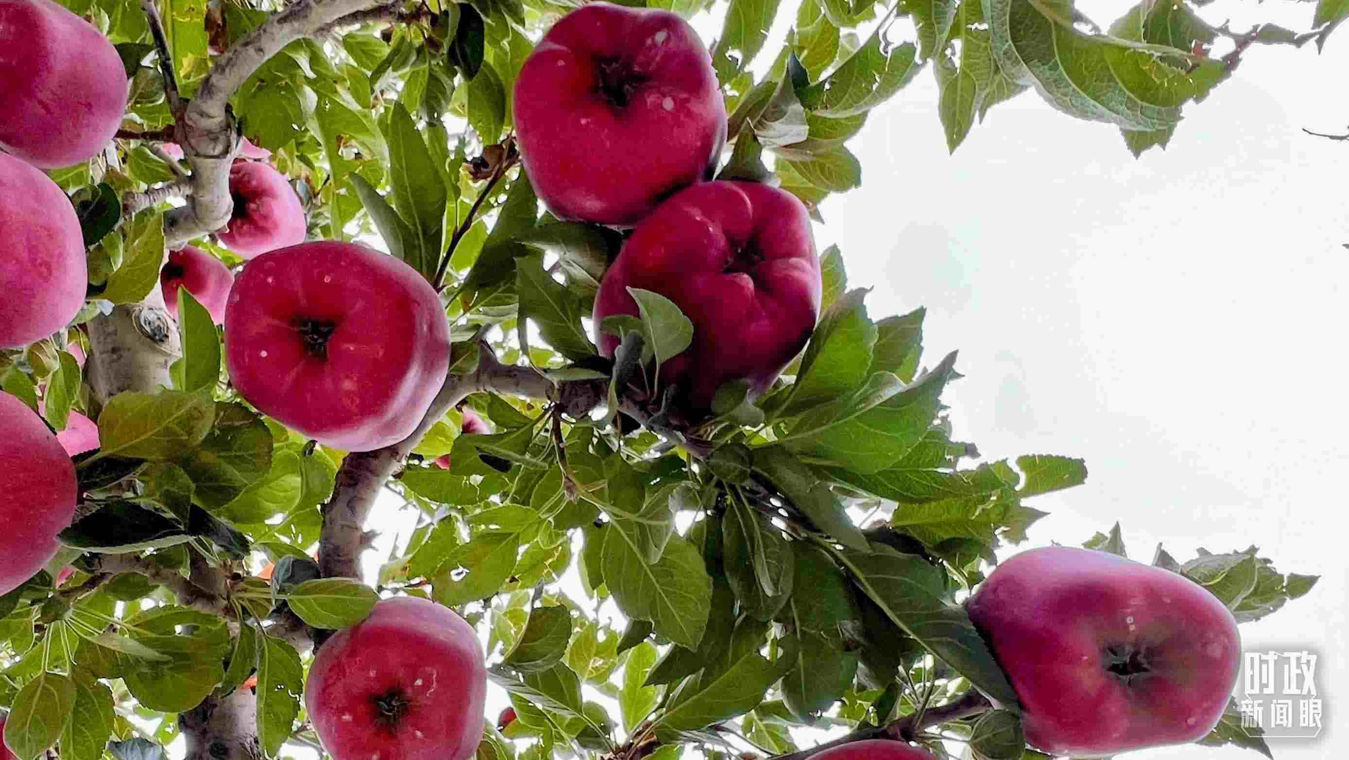 △南山花牛蘋(píng)果基地是元帥系蘋(píng)果生產(chǎn)基地。（總臺(tái)央視記者程鋮拍攝）