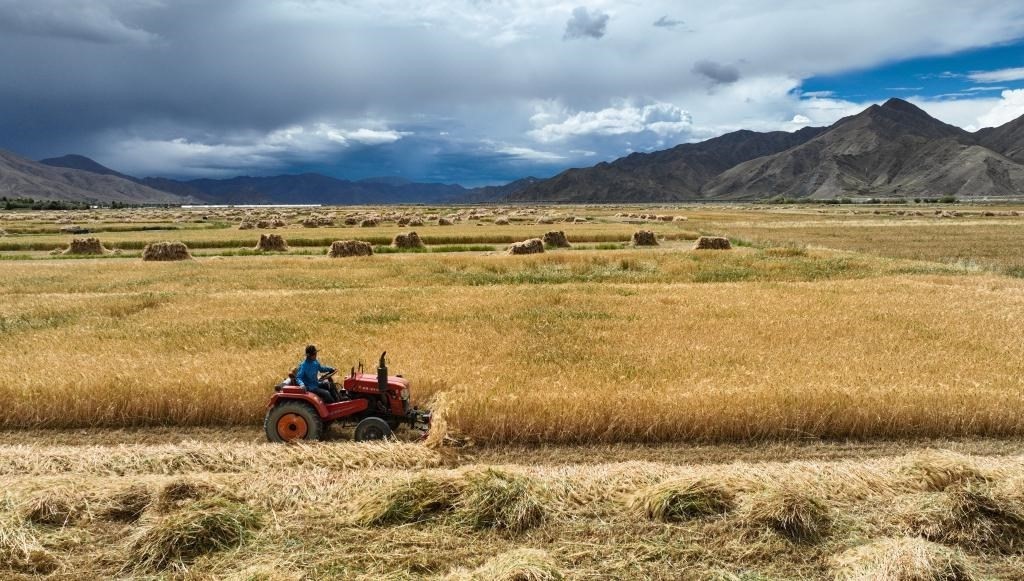 9月10日，在西藏日喀則市白朗縣巴扎鄉(xiāng)拍攝的秋收場景（無人機(jī)照片）。新華社記者晉美多吉 攝