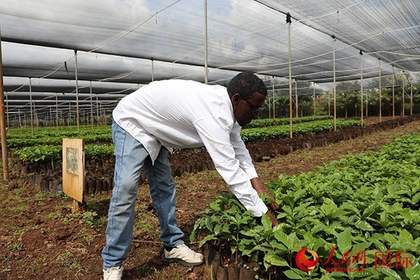 農(nóng)場協(xié)調員艾哈邁德·耶曼正在檢查咖啡幼苗。人民網(wǎng)記者 沈小曉攝