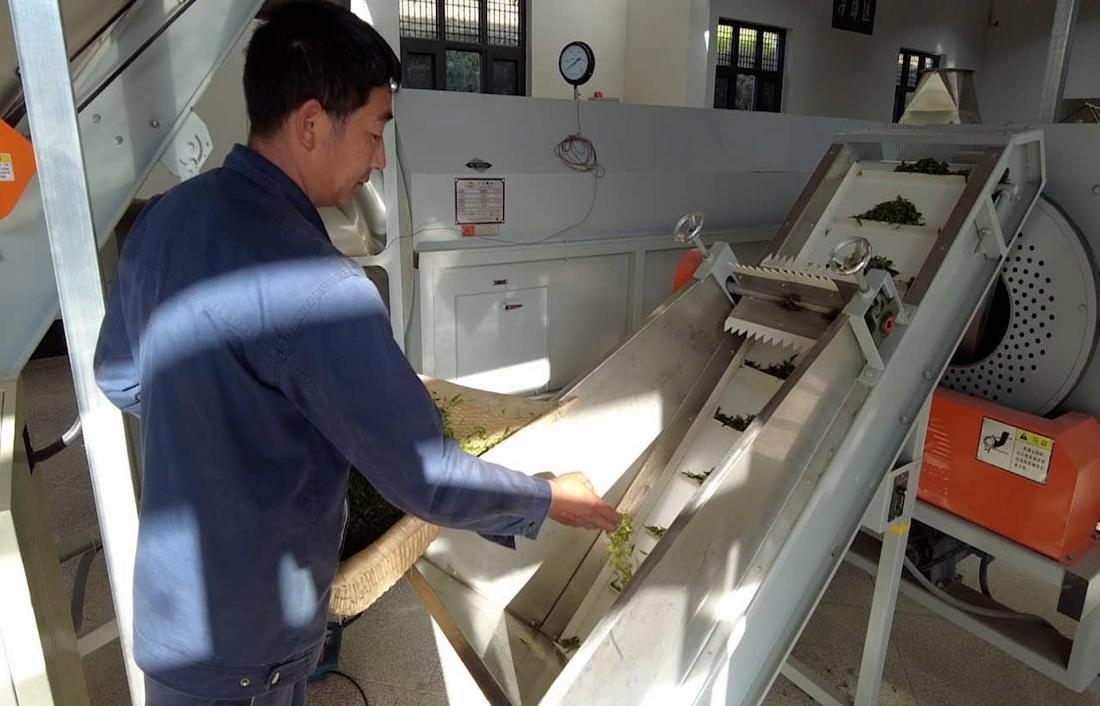  茶廠工人正在查看茶青質(zhì)量。 受訪者供圖