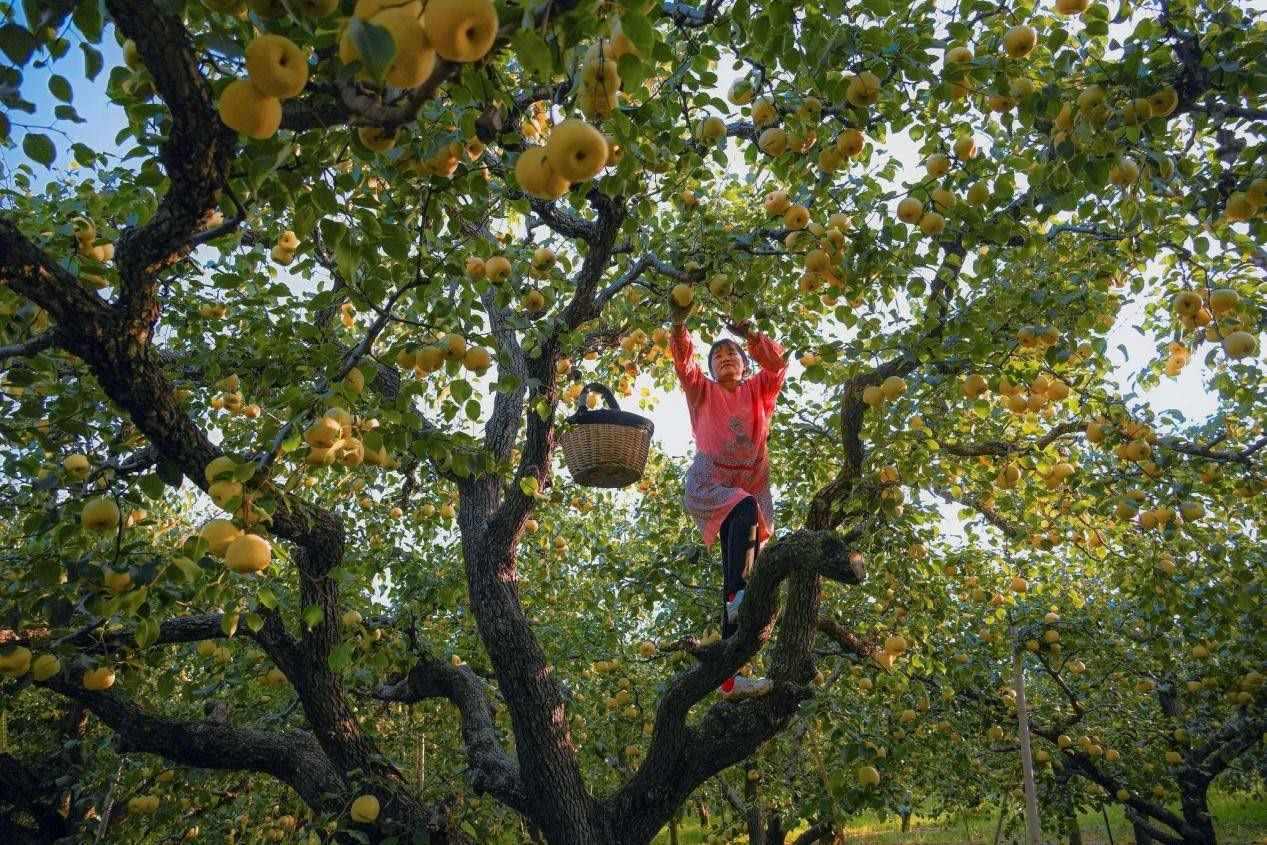 2024年10月4日，安徽省宿州市碭山縣程莊鎮(zhèn)衡樓村百年老梨園里，梨農(nóng)在忙著采摘酥梨。來源:人民圖片