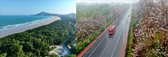 拼版照片：左圖為位于東山縣金鑾灣沿岸的木麻黃防護(hù)林帶（無(wú)人機(jī)照片，新華社記者 姜克紅 攝）；右圖為2021年4月20日在蘭考縣焦裕祿干部學(xué)院附近拍攝的泡桐花（無(wú)人機(jī)照片，新華社記者 郝源 攝）。