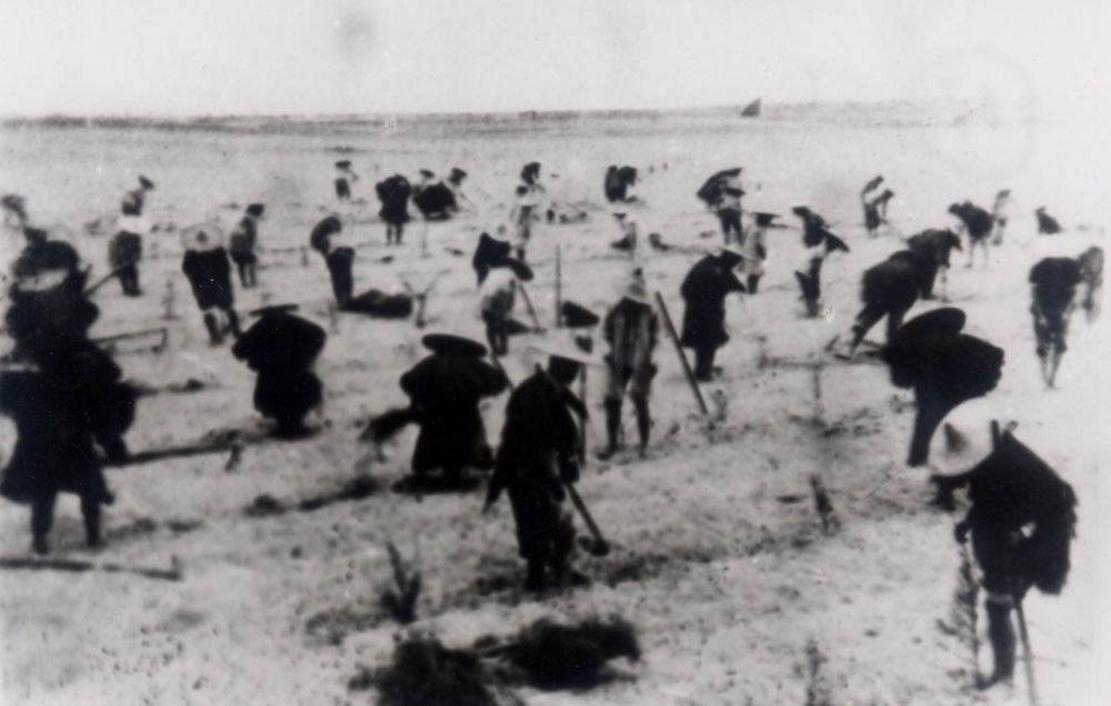 上世紀(jì)東山百姓在沙灘造林（資料照片）。